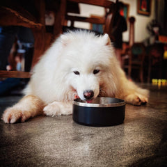 IKITCHEN dog bowl outer ABS shell increases durability for everyday use.