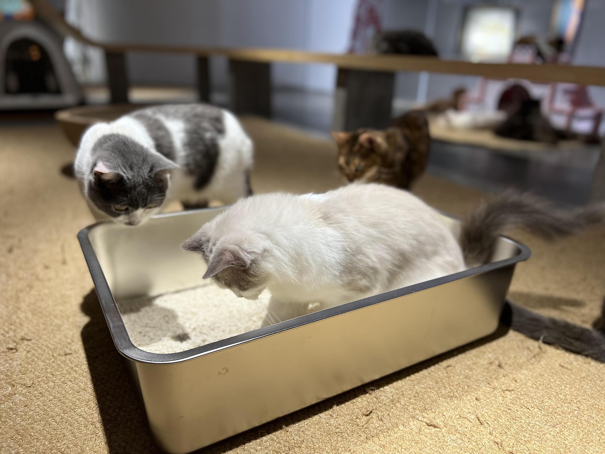 IKITCHEN easy-clean design minimizes odor retention and simplifies weekly maintenance.