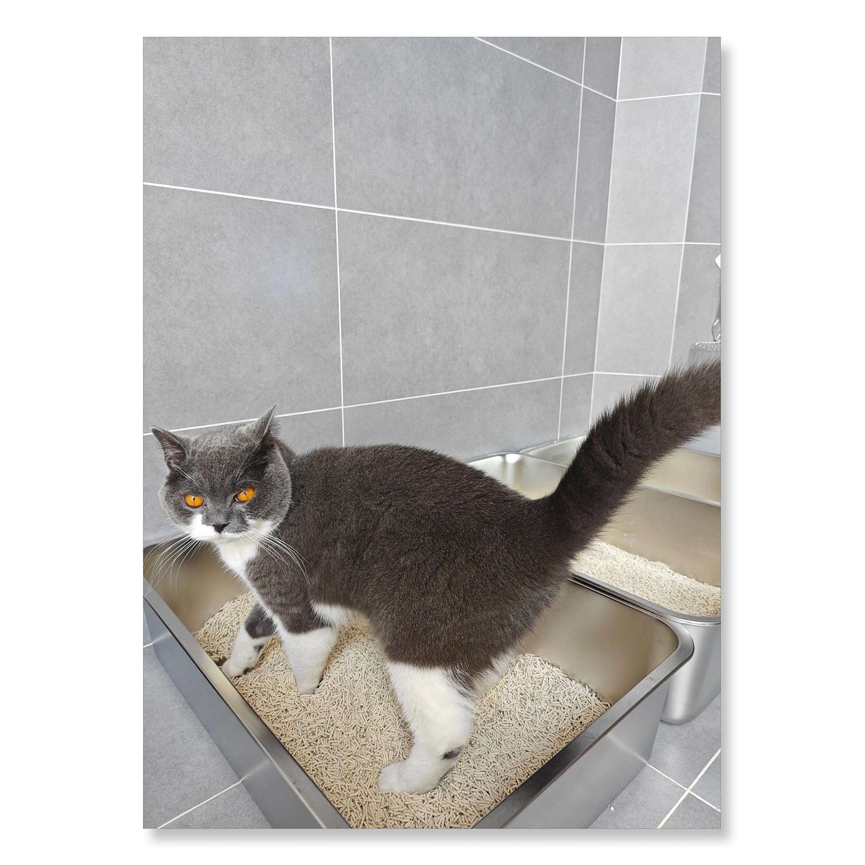 IKITCHEN stainless steel cat litter box top view reveals spacious interior for kittens.