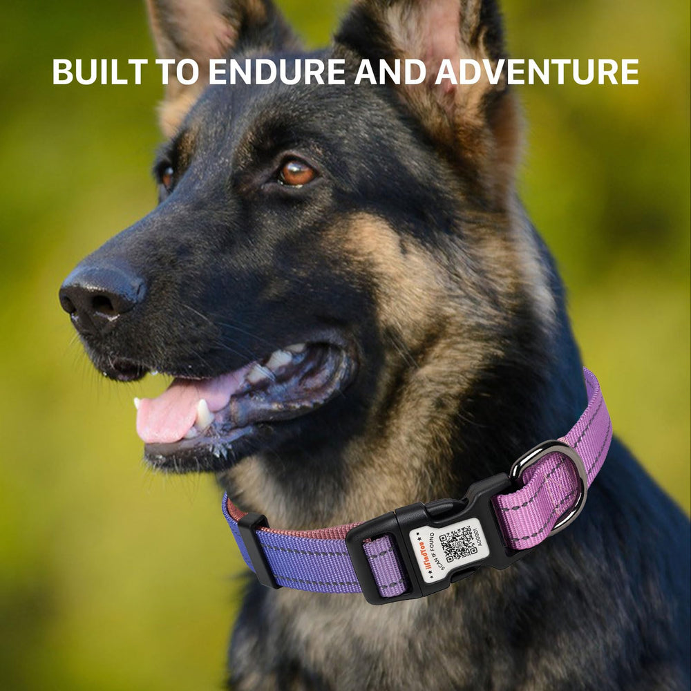 ILFINDYOU durable nylon buckle collar for everyday use.