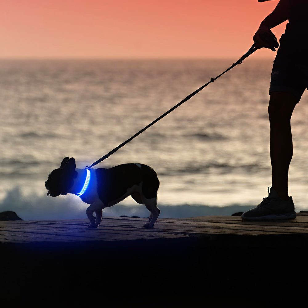 Illumifun LED dog collar in use during night walk and camping scenarios