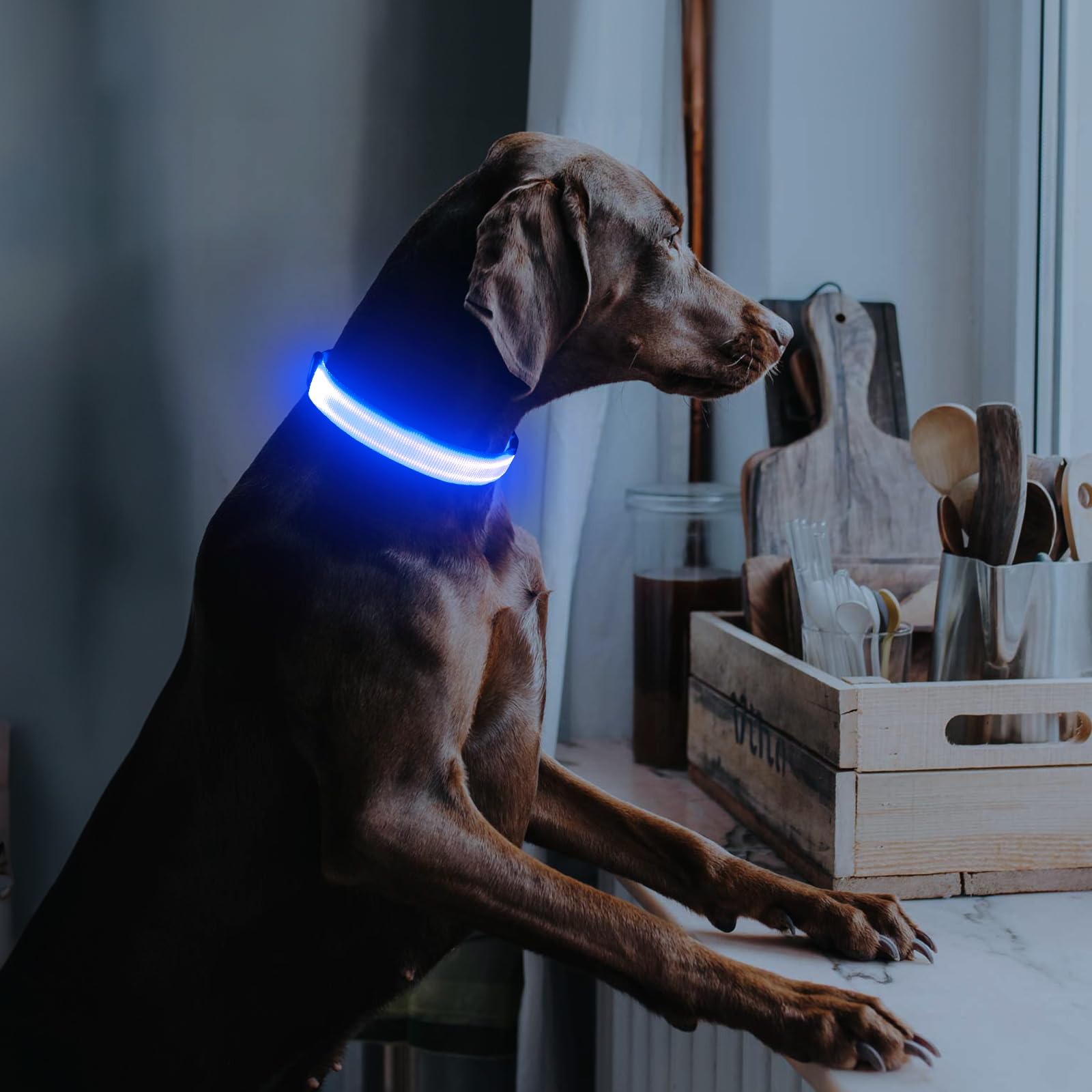 Illumifun LED dog collar blue small adjustable-fit image emphasizes secure, comfortable neck sizing