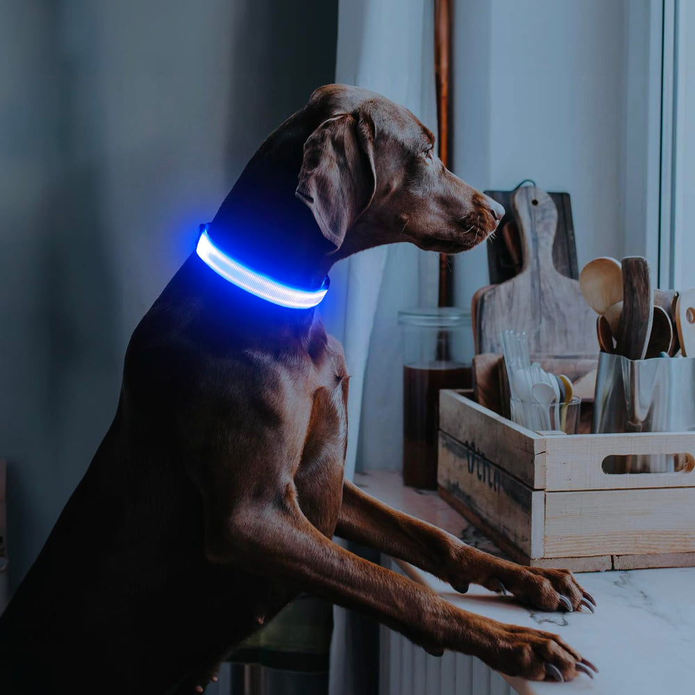 Illumifun LED dog collar blue small adjustable-fit image emphasizes secure, comfortable neck sizing