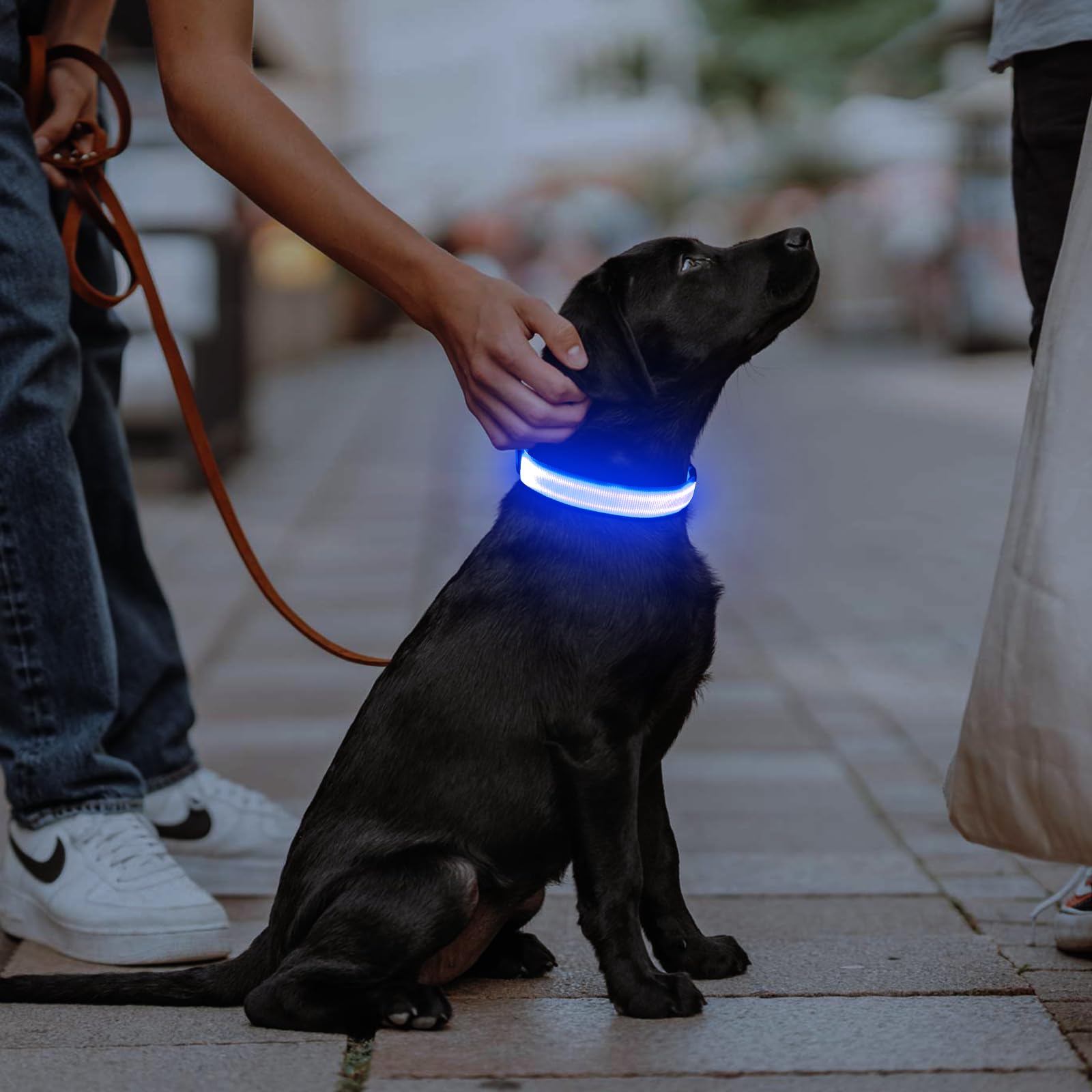 Illumifun LED dog collar blue small on-dog walking shows glow for night safety