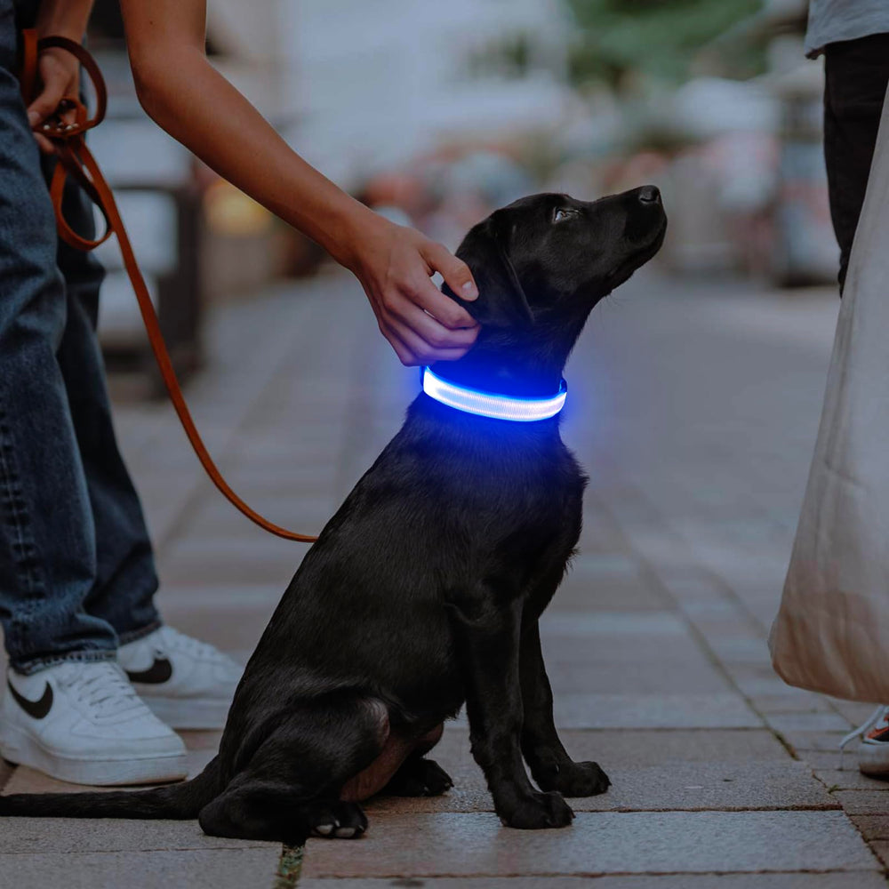 Illumifun LED dog collar blue small on-dog walking shows glow for night safety