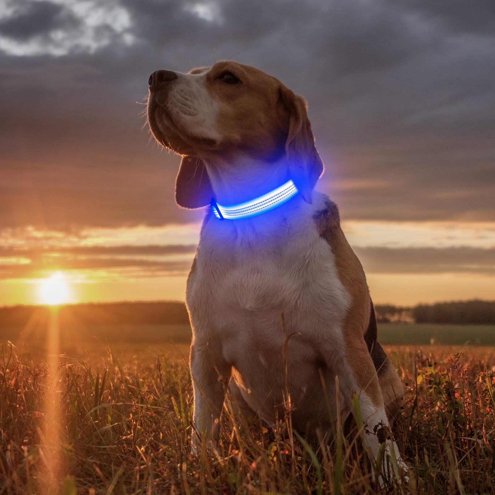 Illumifun LED dog collar close up of LED strip showing high visibility for safety at night