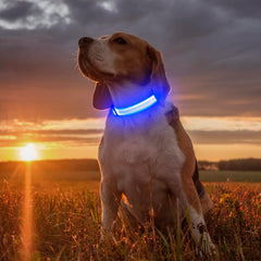 Illumifun LED dog collar close up of LED strip showing high visibility for safety at night