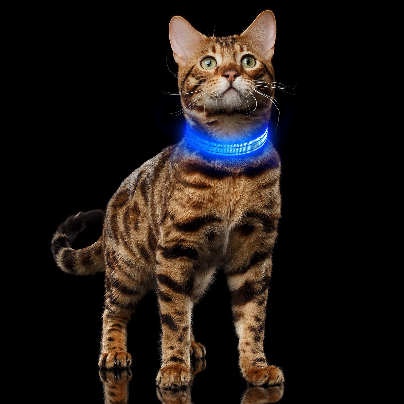 Paseo nocturno seguro con el collar luminoso Illumifun.