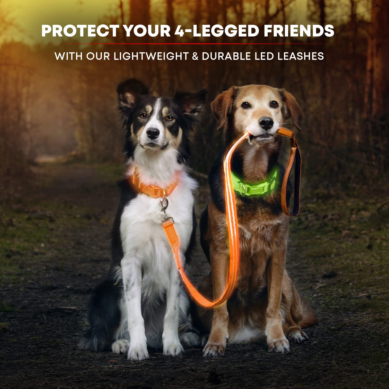Illumiseen LED leash padded-handle showcases comfortable grip during evening strolls.