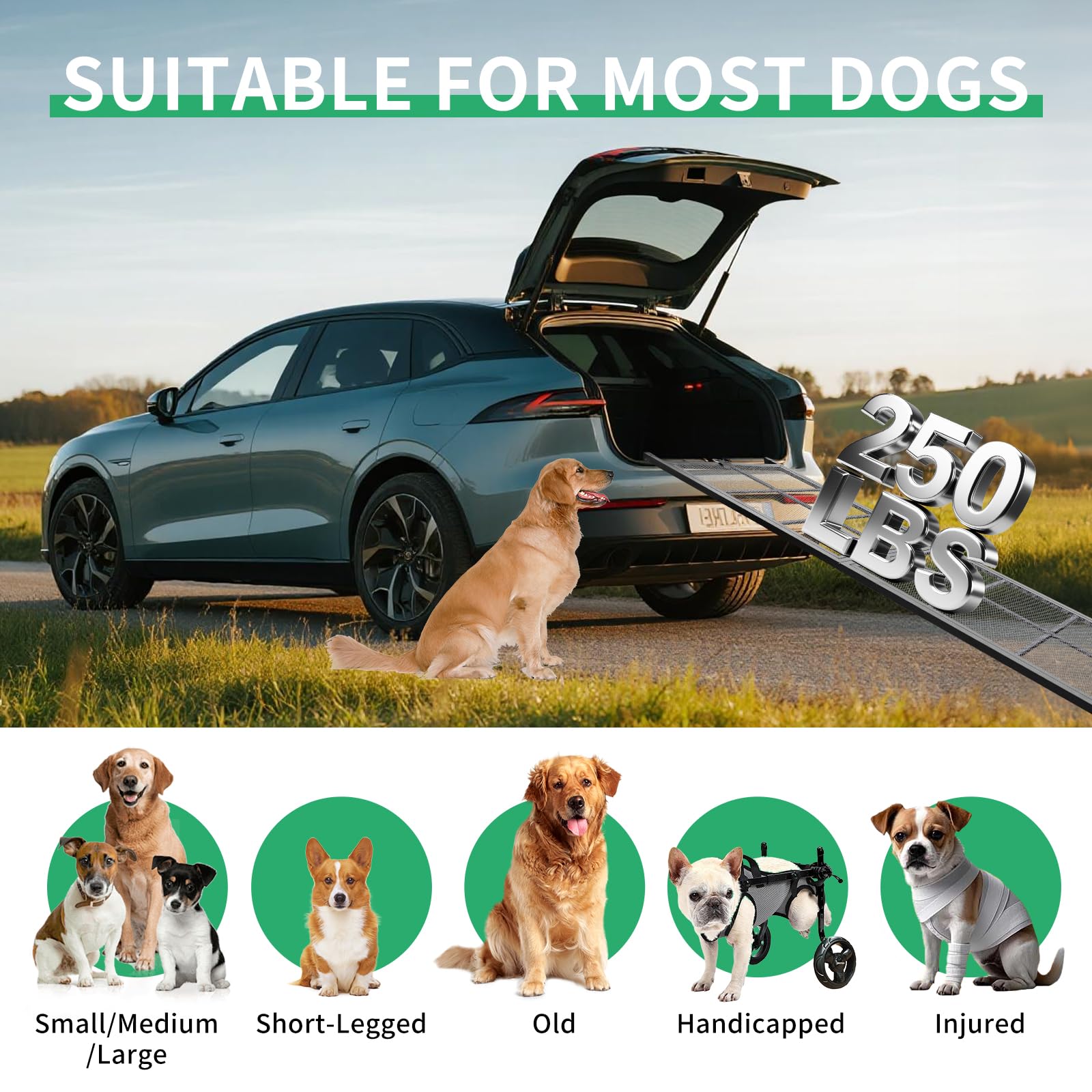 Imaboie dog ramp folded compact demonstrates easy trunk storage.
