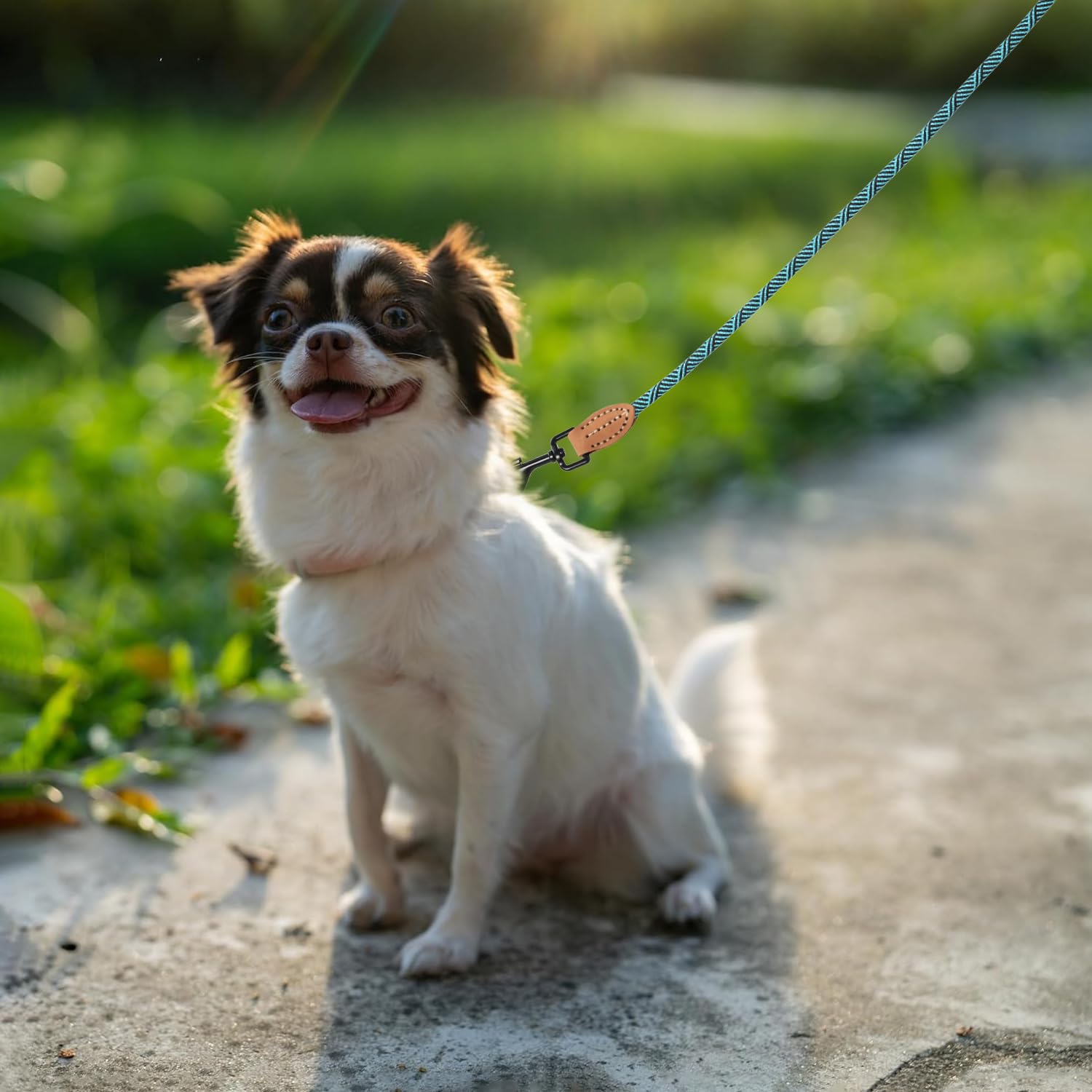 Mile High Life Small Dog Leash, Thin Rope Leash with Genuine Leather Connection and Heavy Duty Metal Clasp, Great for Small Medium Dogs(Green,60 Inch-1/3)