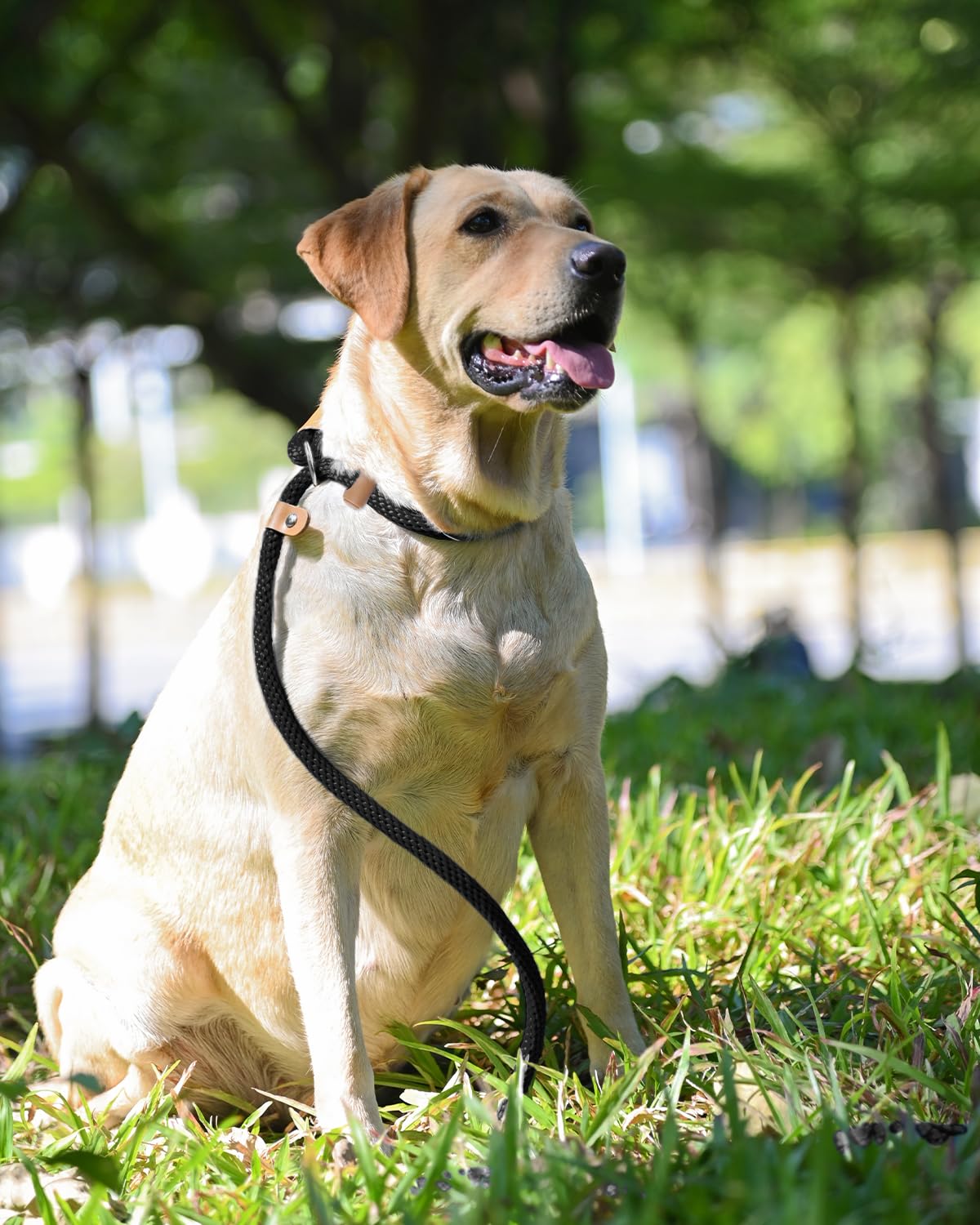 Lynxking Dog Leash Slip Lead – 5/6/8 ft Heavy-Duty No-Pull Training Lead for All Dog Sizes