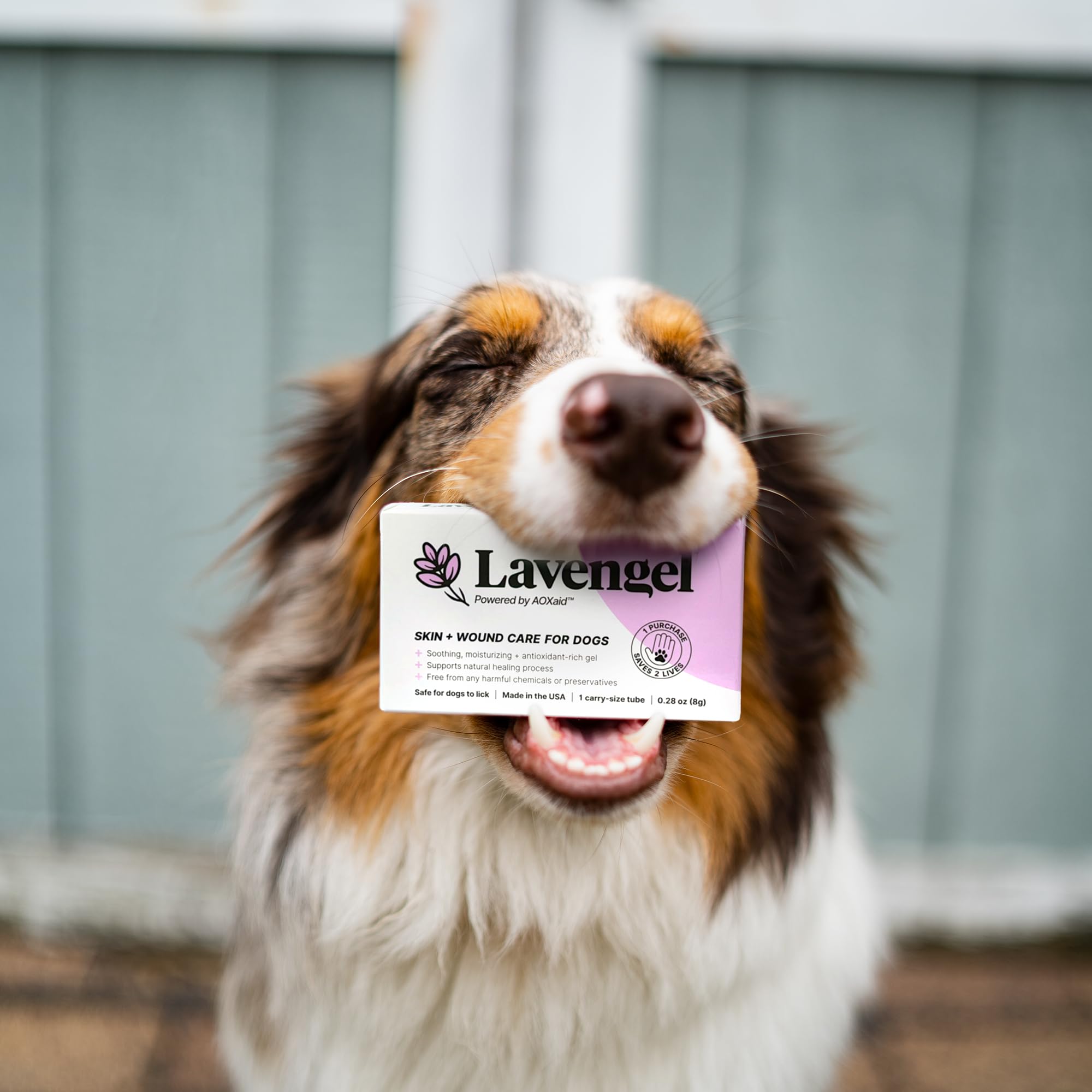 Lavengel for Dogs – Reduces Skin Irritations & Itching | Wound Care & Hot Spot Treatment