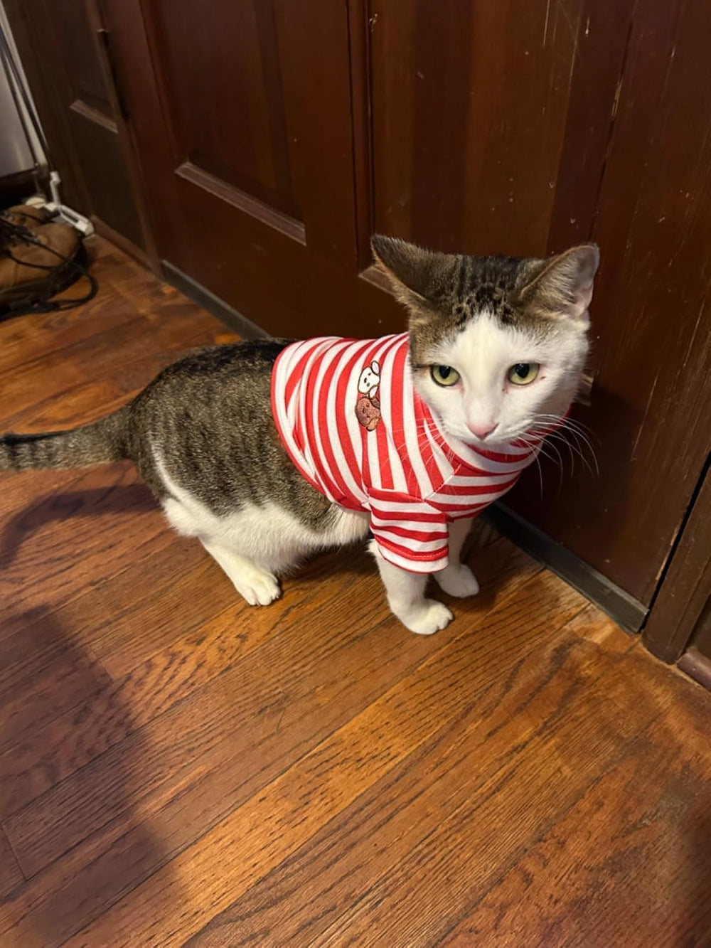 IMDOUBLEDOU dog enjoying a cozy walk in the striped pullover