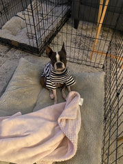 IMDOUBLEDOU turtleneck dog shirt close-up fabric texture emphasizes soft, breathable knit.