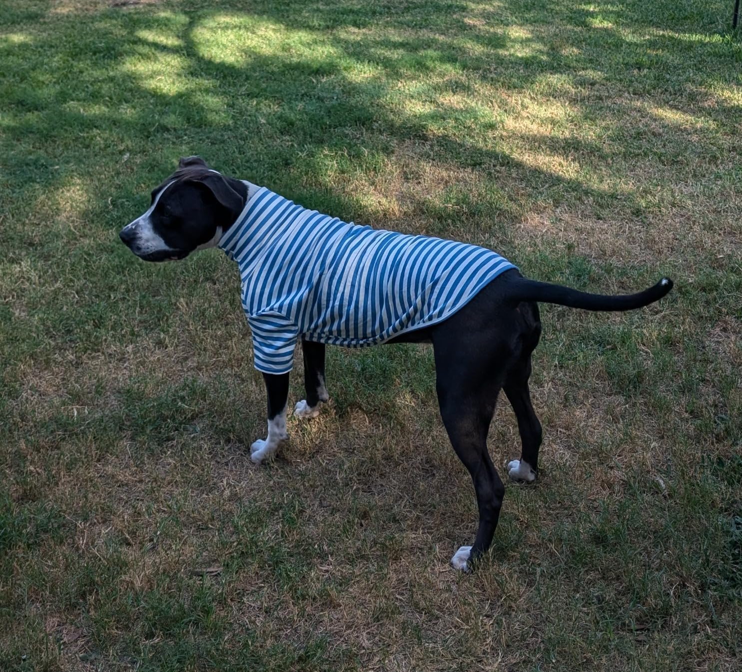 IMDOUBLEDOU turtleneck dog shirt pullover design for easy on/off
