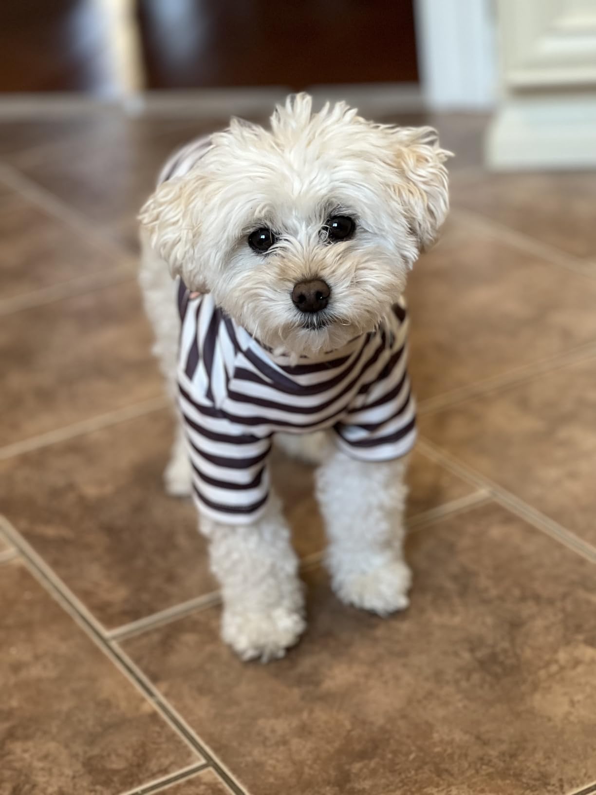 IMDOUBLEDOU turtleneck dog shirt stretchy fabric supports easy on/off.