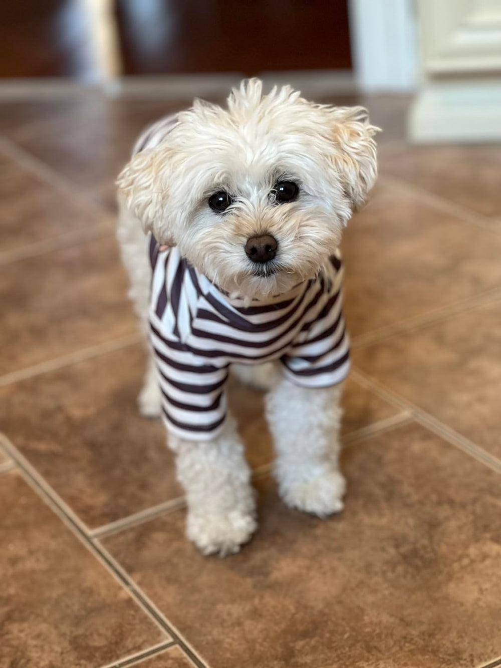 IMDOUBLEDOU turtleneck dog shirt stretchy fabric supports easy on/off.