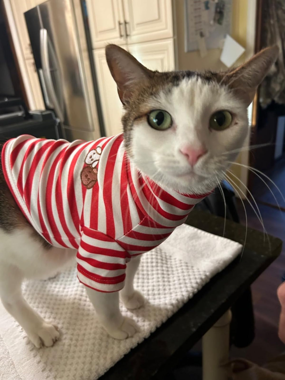 IMDOUBLEDOU turtleneck dog shirt red striped back view conveys continuous comfort