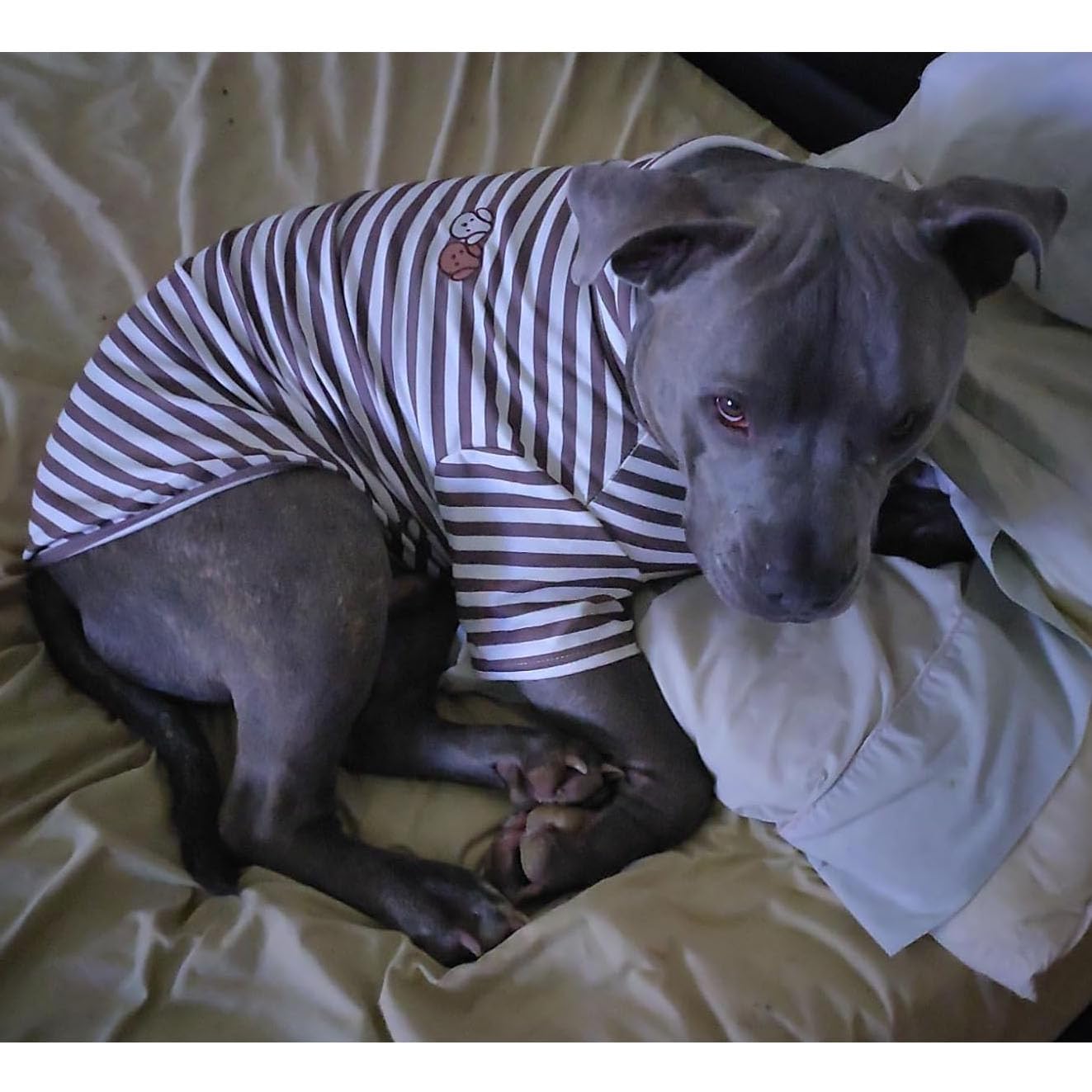IMDOUBLEDOU turtleneck dog shirt warm cozy wear in cold weather scenes