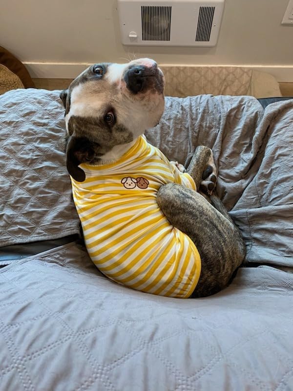 IMDOUBLEDOU turtleneck-dog-shirt-winter-wear ideal for chilly days
