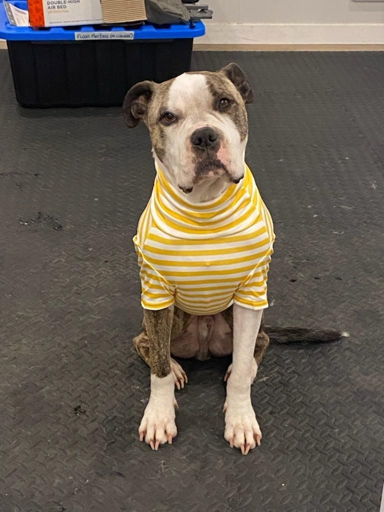 imdoubledou yellow-striped shirt shown in cold-weather styling