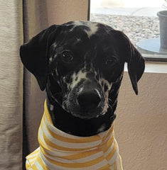 imdoubledou puppy wearing yellow-striped pullover during chilly walk