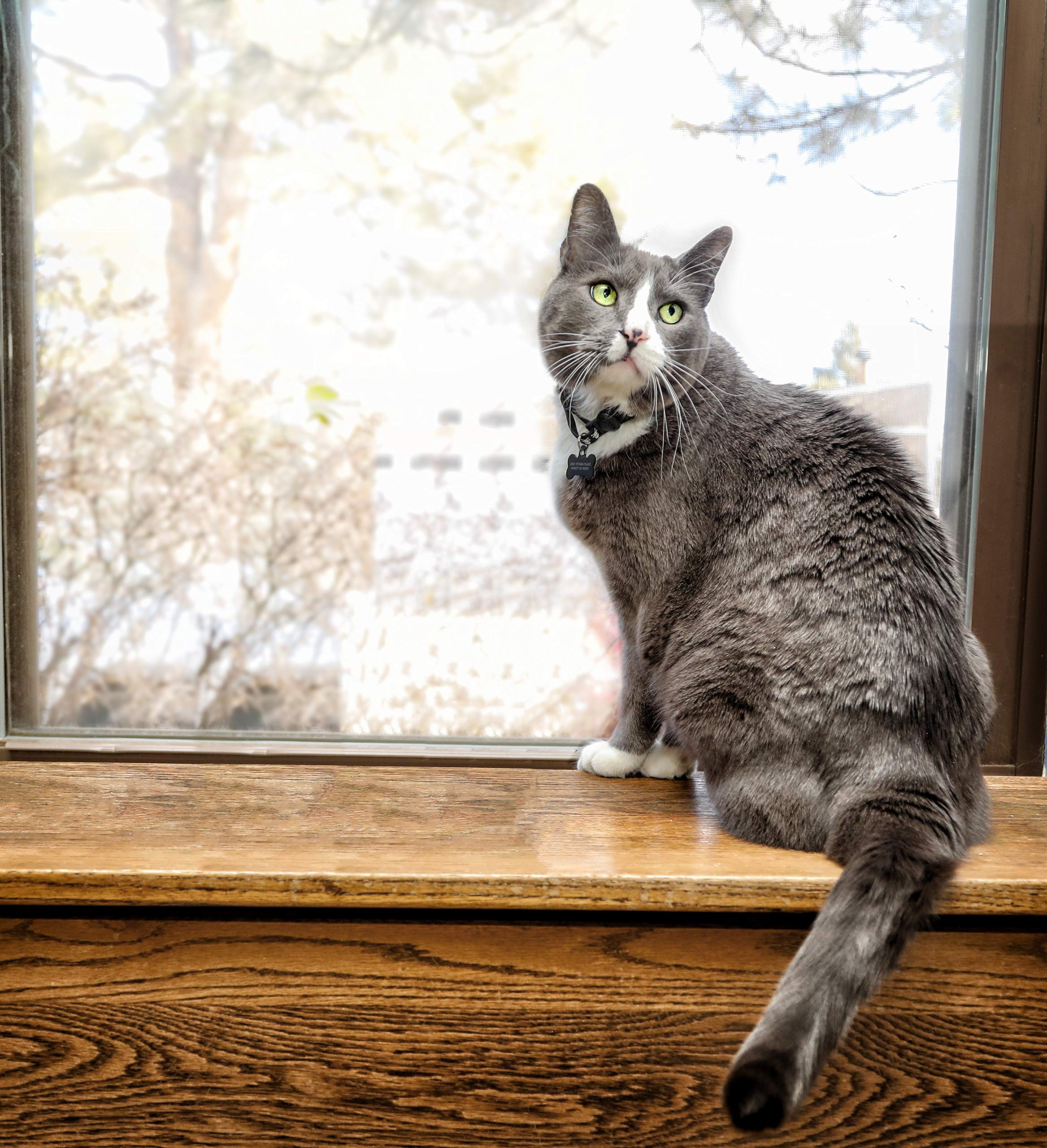 In Clover Fresh Digest cat-bowel-health image suggests improved stool consistency.