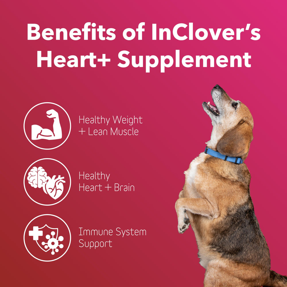 In Clover Heart+ for dogs and cats image highlights cardiovascular and energy support.