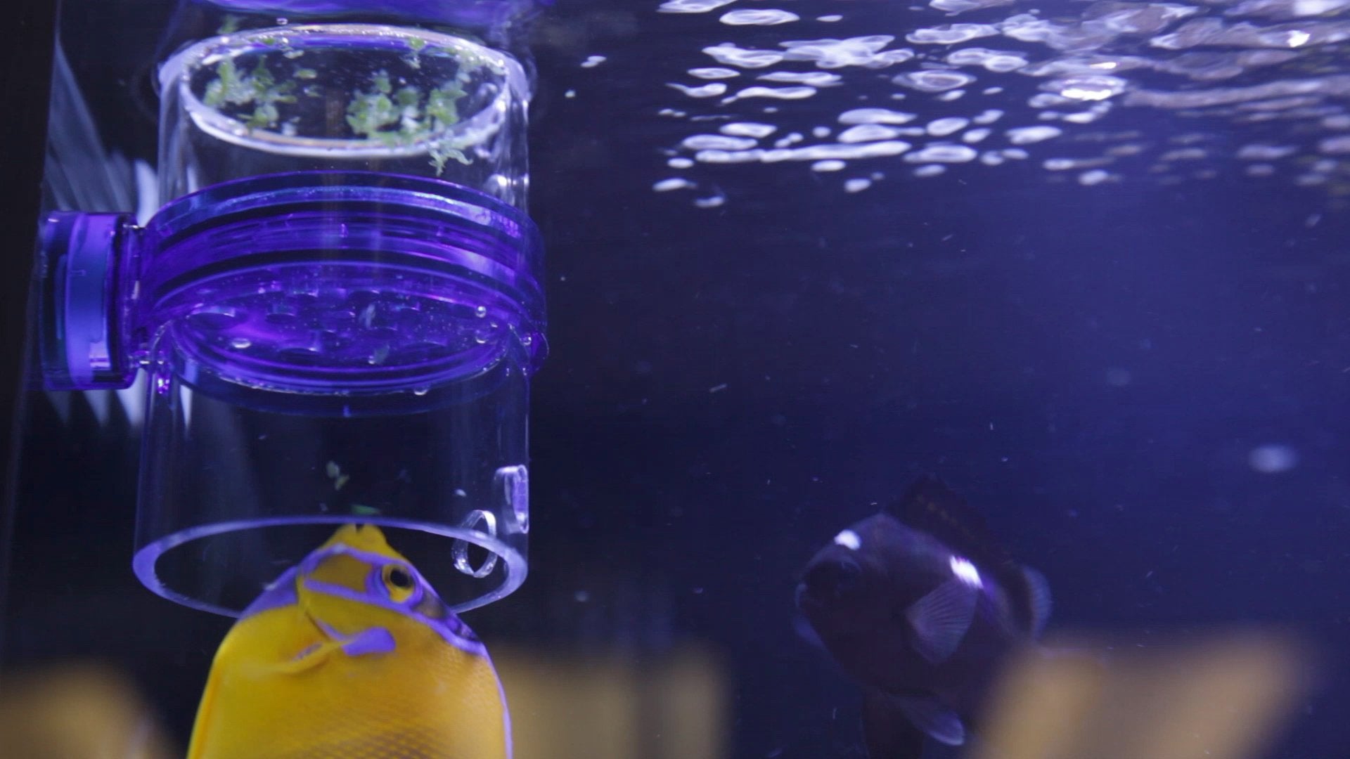 Innovative Marine Gourmet Gadget Defroster PRO directs water flow for even dispersion.