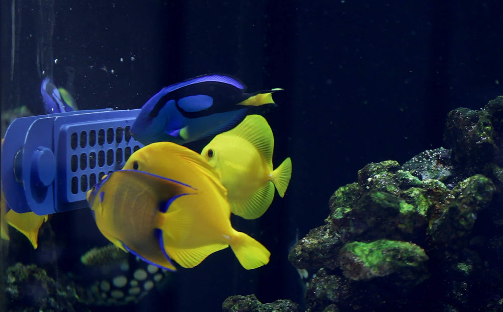 Innovative Marine Gourmet Gadget Grazer PRO feeds multiple fish simultaneously ensuring even distribution.