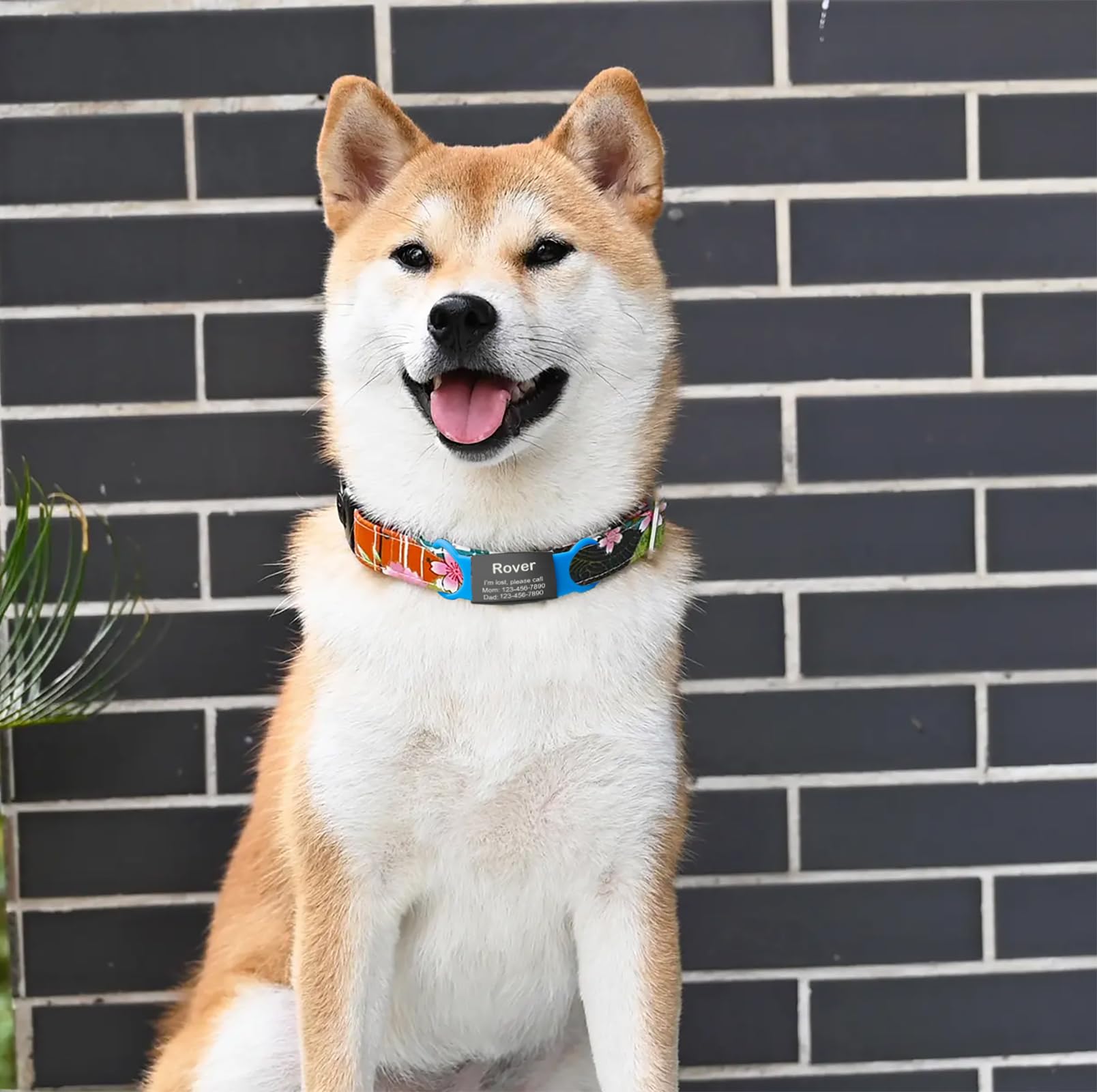 INNOYUMLIN blank id tags on a collar with silicone loops for comfort.