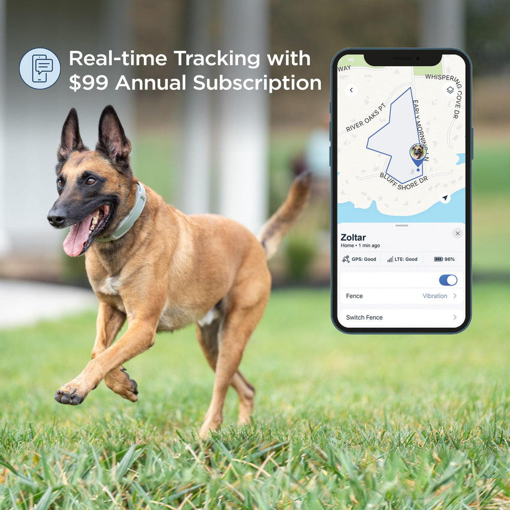 Invisible Fence GPS collar on a dog demonstrates real-time location awareness