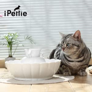 A pet enjoying clean water from a filtered iPettie fountain