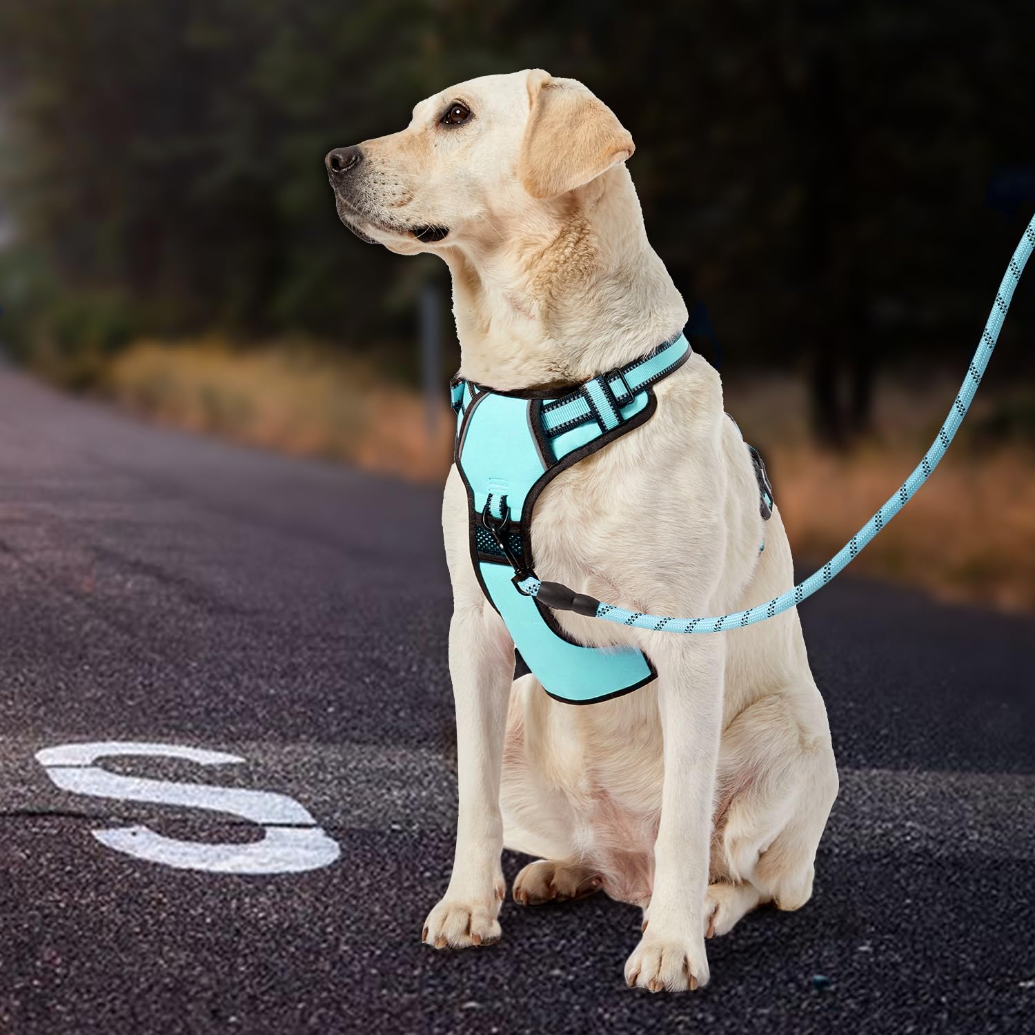 IVY&LANE No Pull Harness turquoise chest padding delivers comfortable wear.