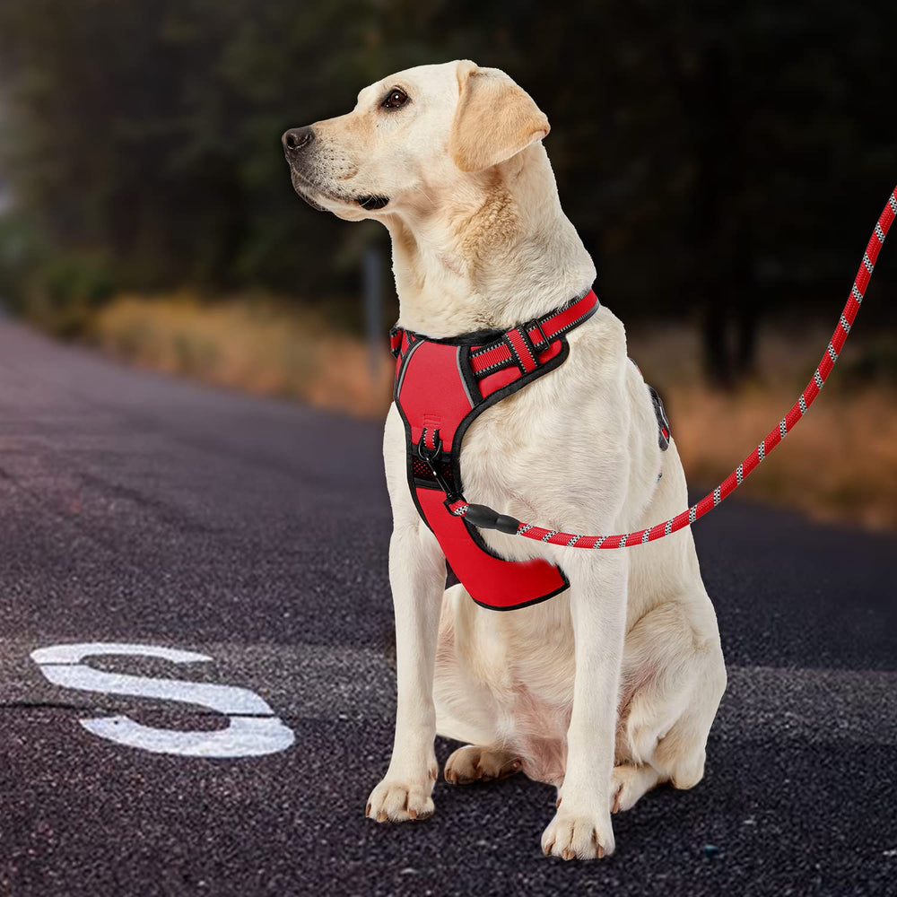 IVY&LANE storage-strap and leash set red keeps essentials handy on adventures