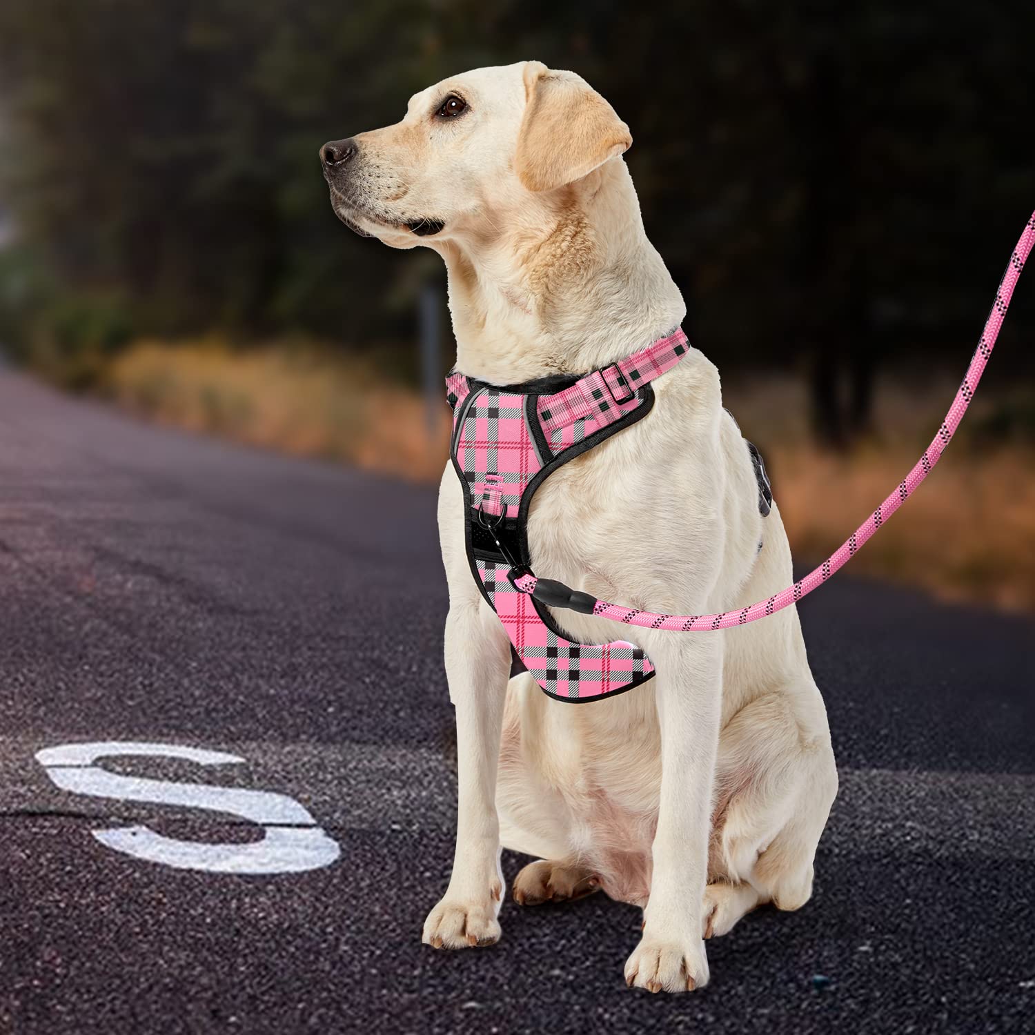 IVY&LANE dog wearing harness showcases stylish Checkered Pink design.
