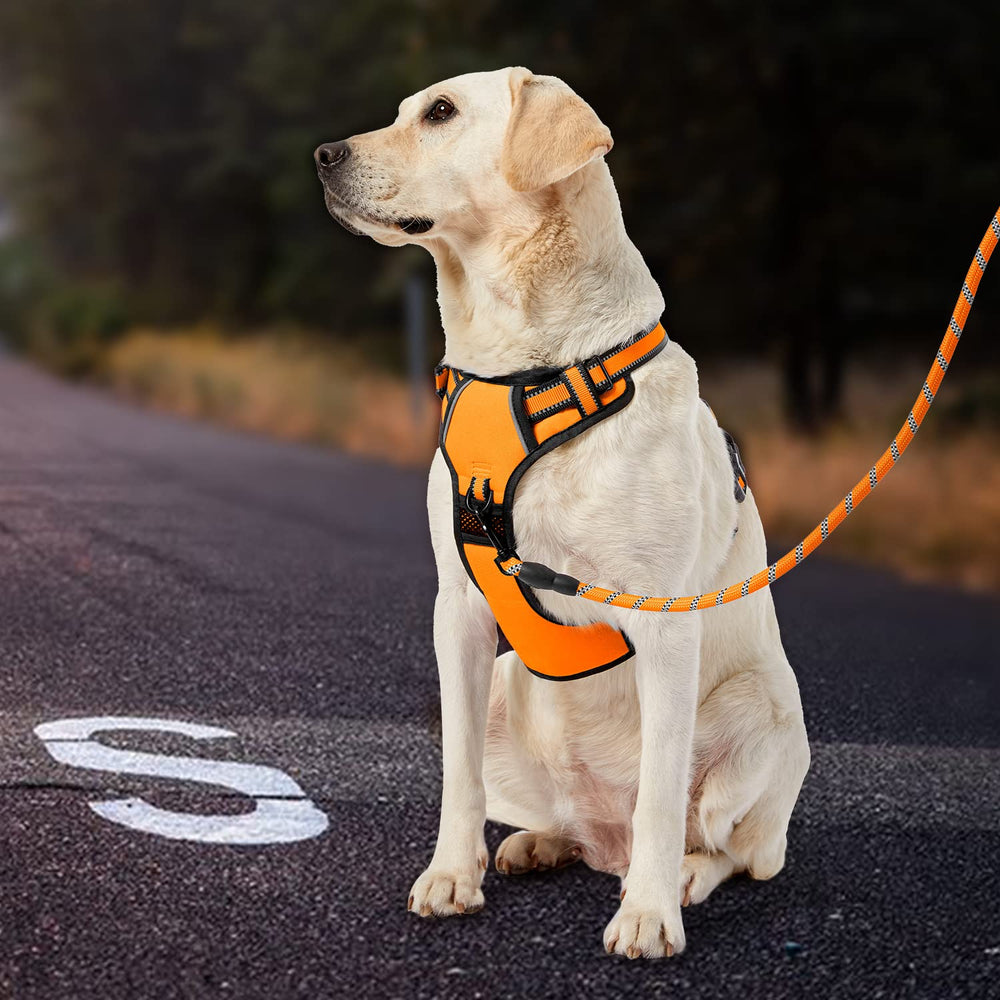 IVY&LANE leash and storage strap set helps keep gear organized.