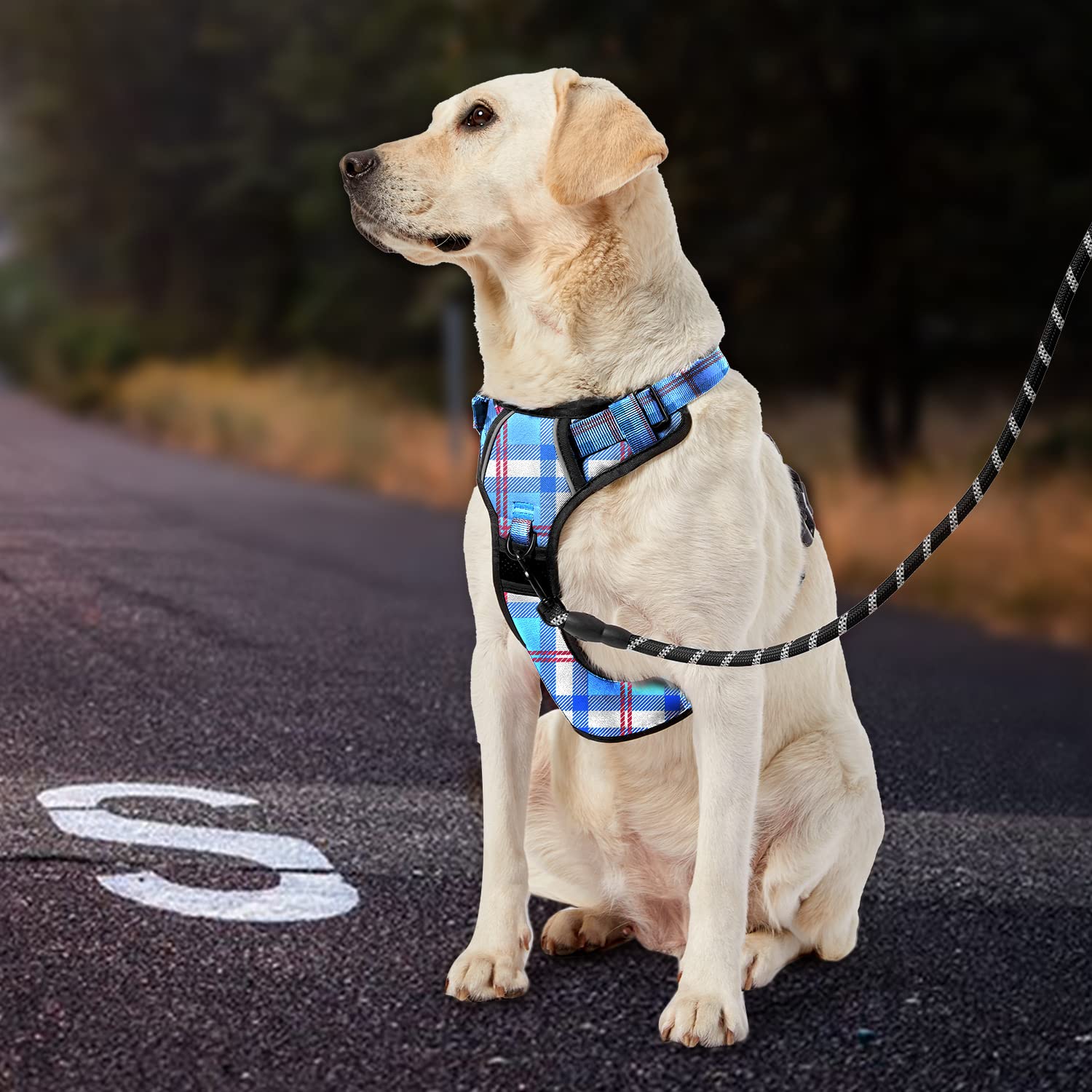 IVY&LANE Dog harness on daylight walk in checkered blue