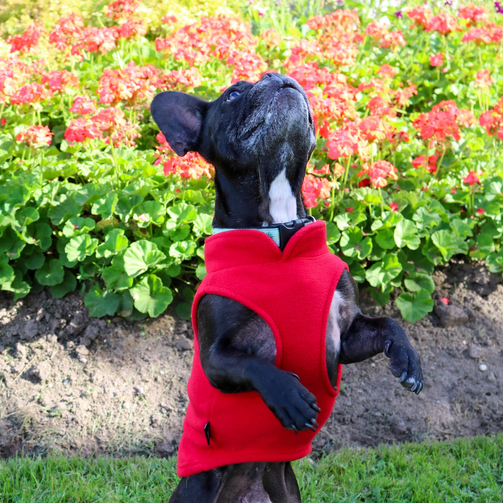 Jacko & Co leash-ready vest enables quick outdoor walks