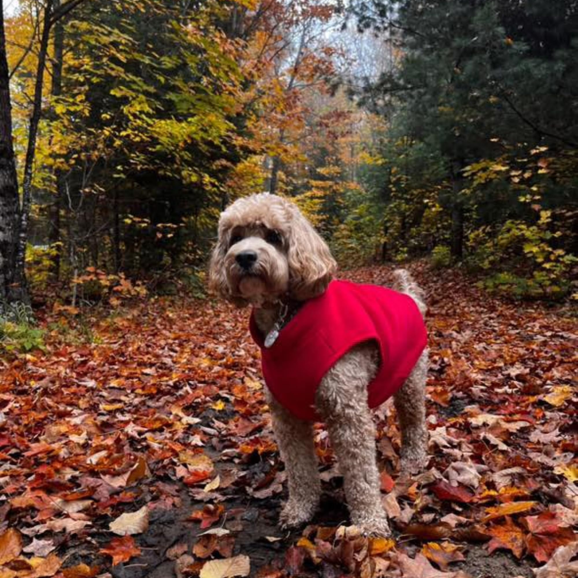 Jacko & Co gentle-wash fleece vest air dries naturally