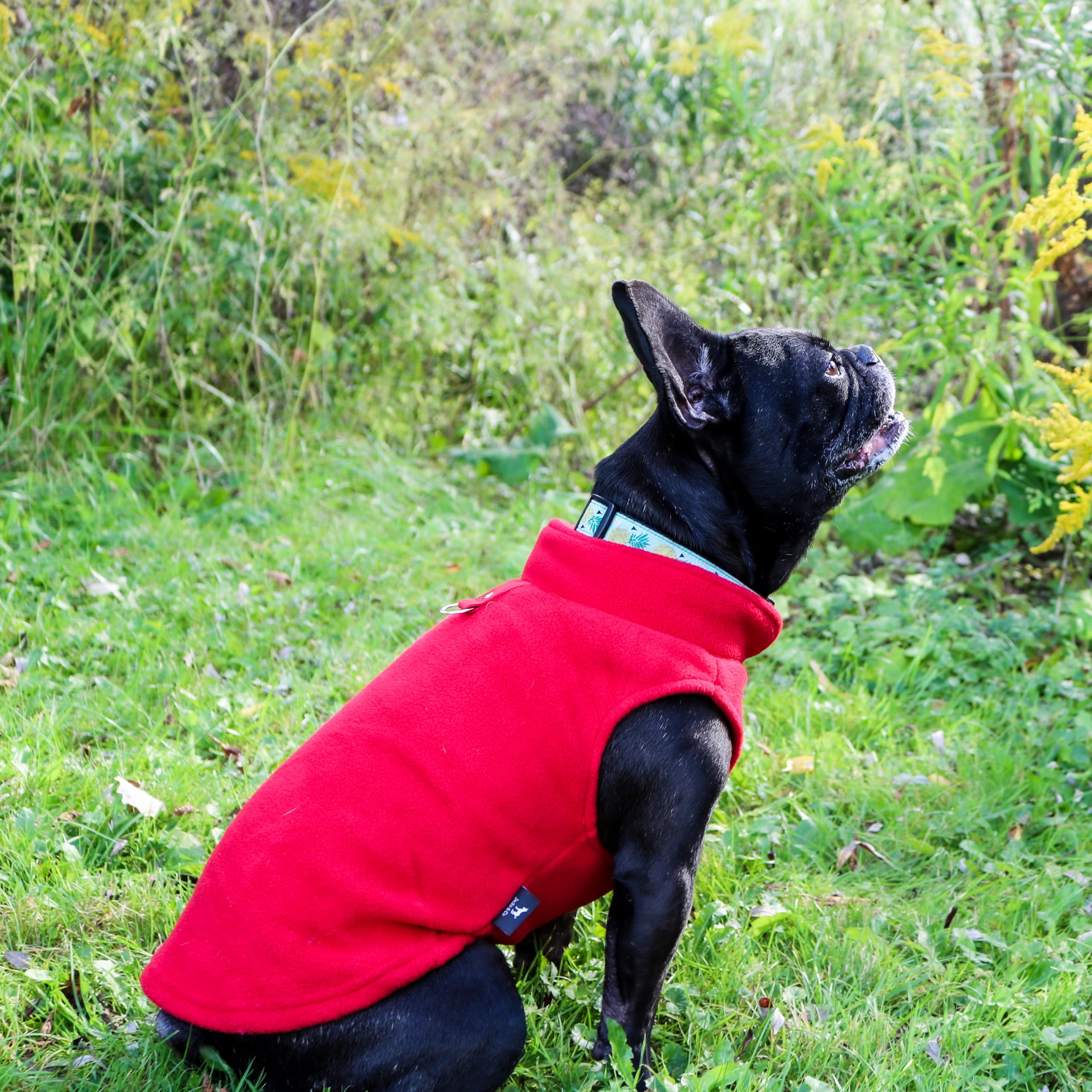 Jacko & Co fleece vest on small dog highlights comfortable fit