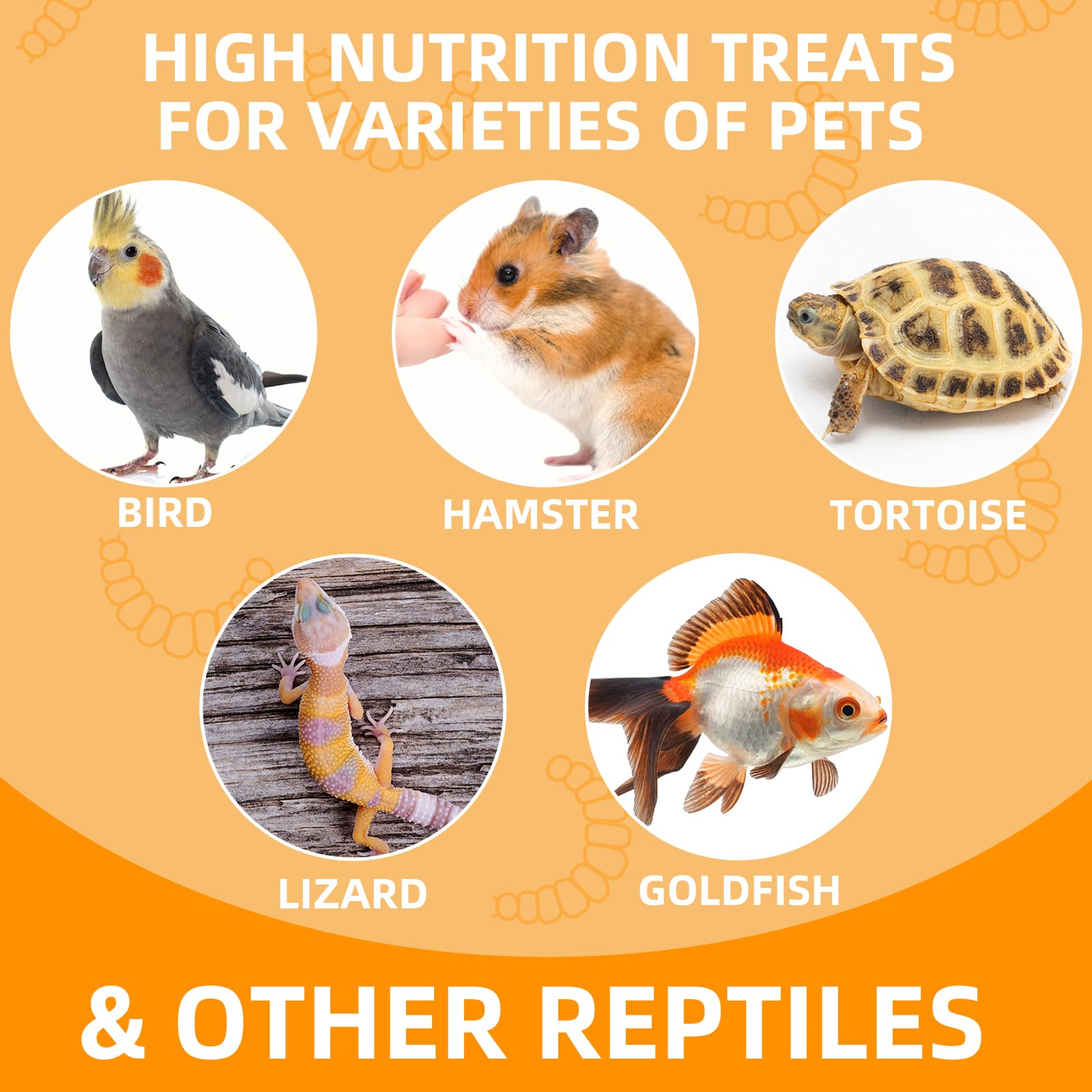 JADINGSFARM Dubia roaches refrigerate after opening to retain freshness.