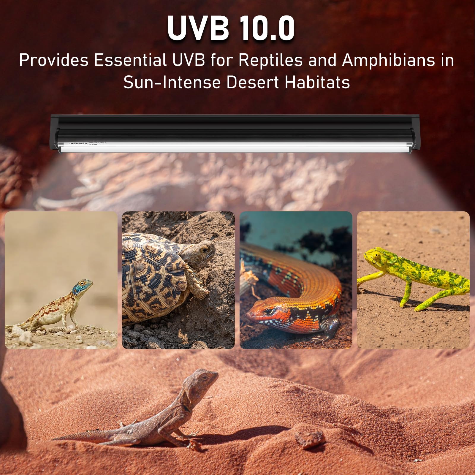 Jaenmsa bearded dragon setup with UVB support