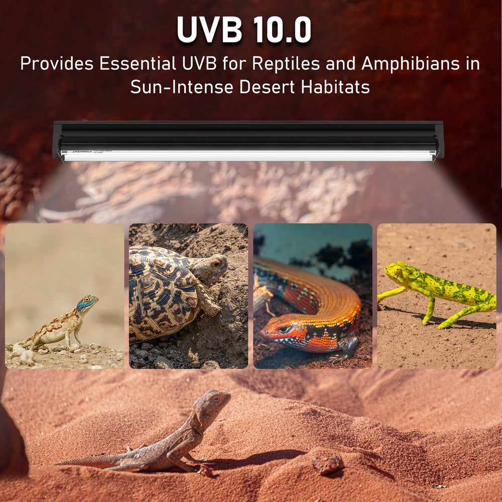Jaenmsa bearded dragon setup with UVB support