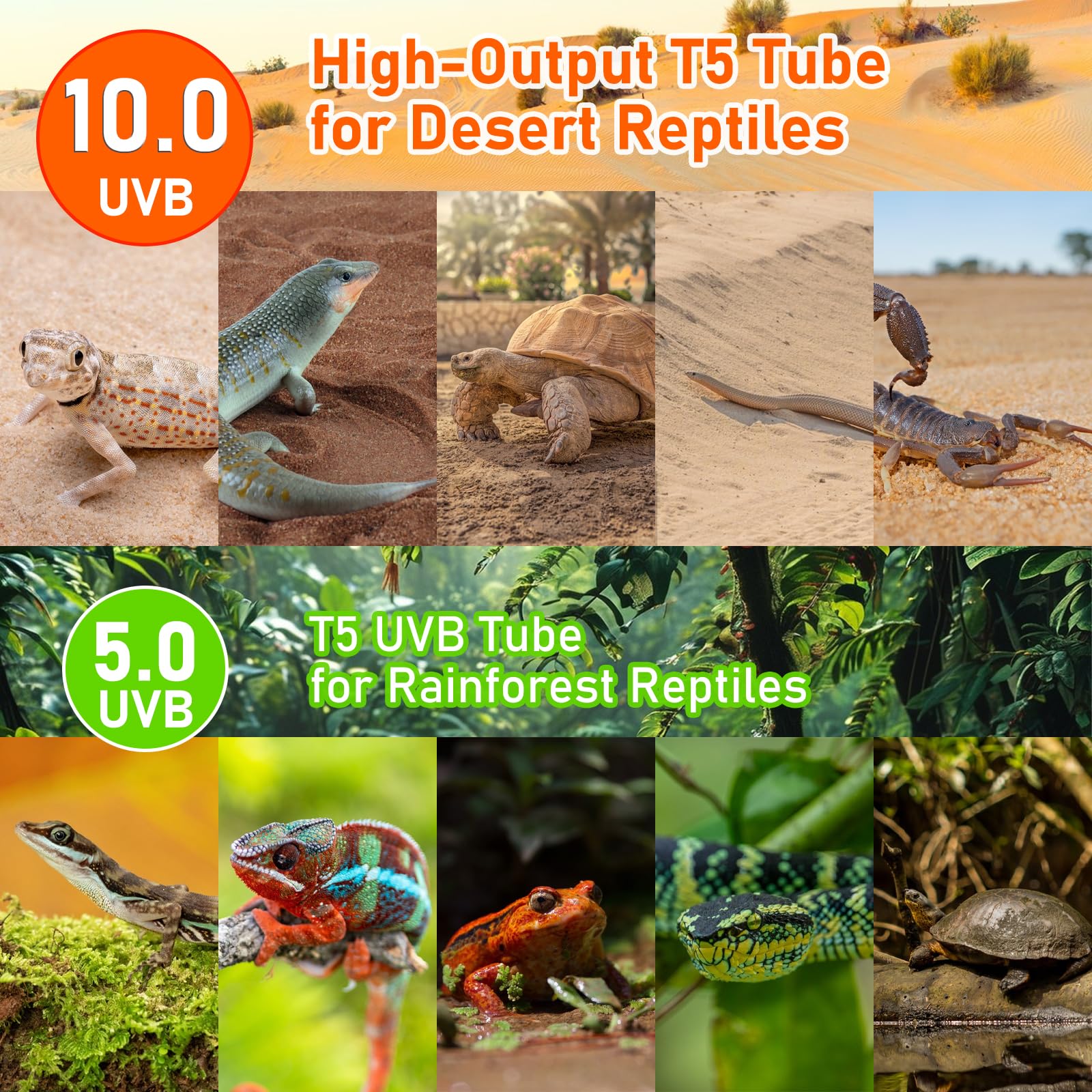 Jaenmsa UVB light use-case: supports appetite, digestion, and natural behaviors.