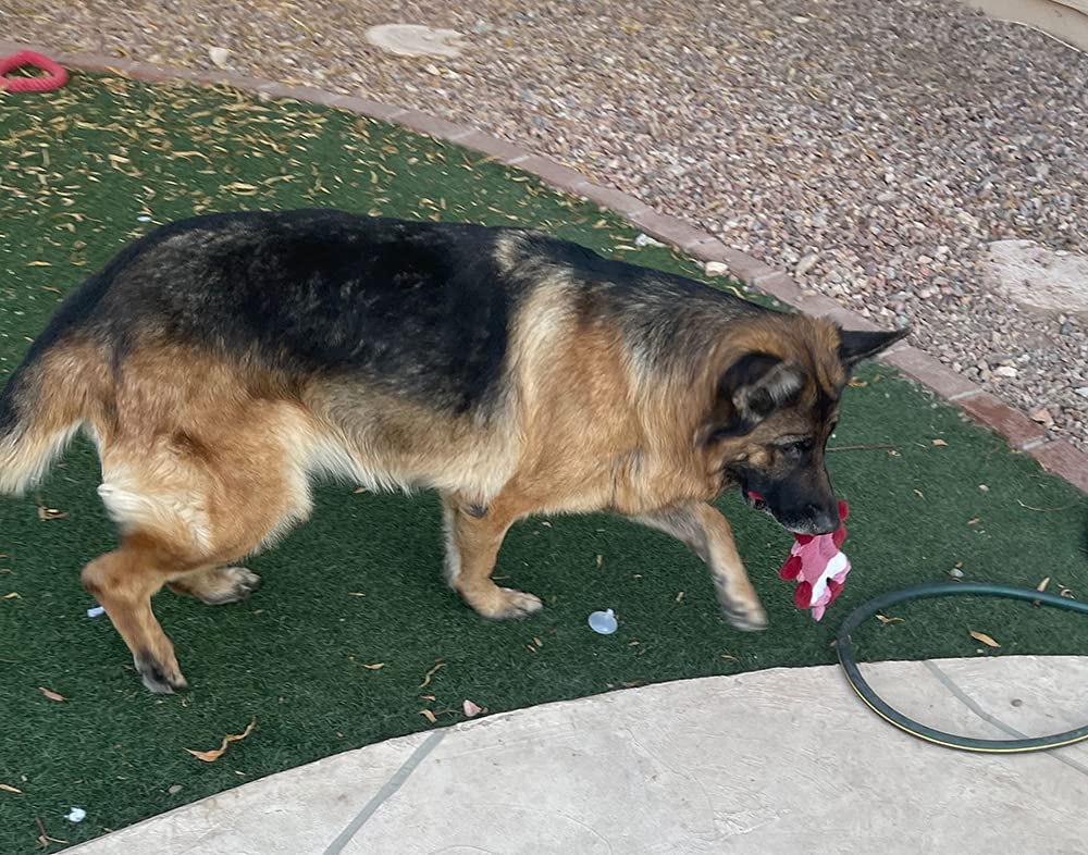 Jalousie 5-pack set shown for shared dog playtime
