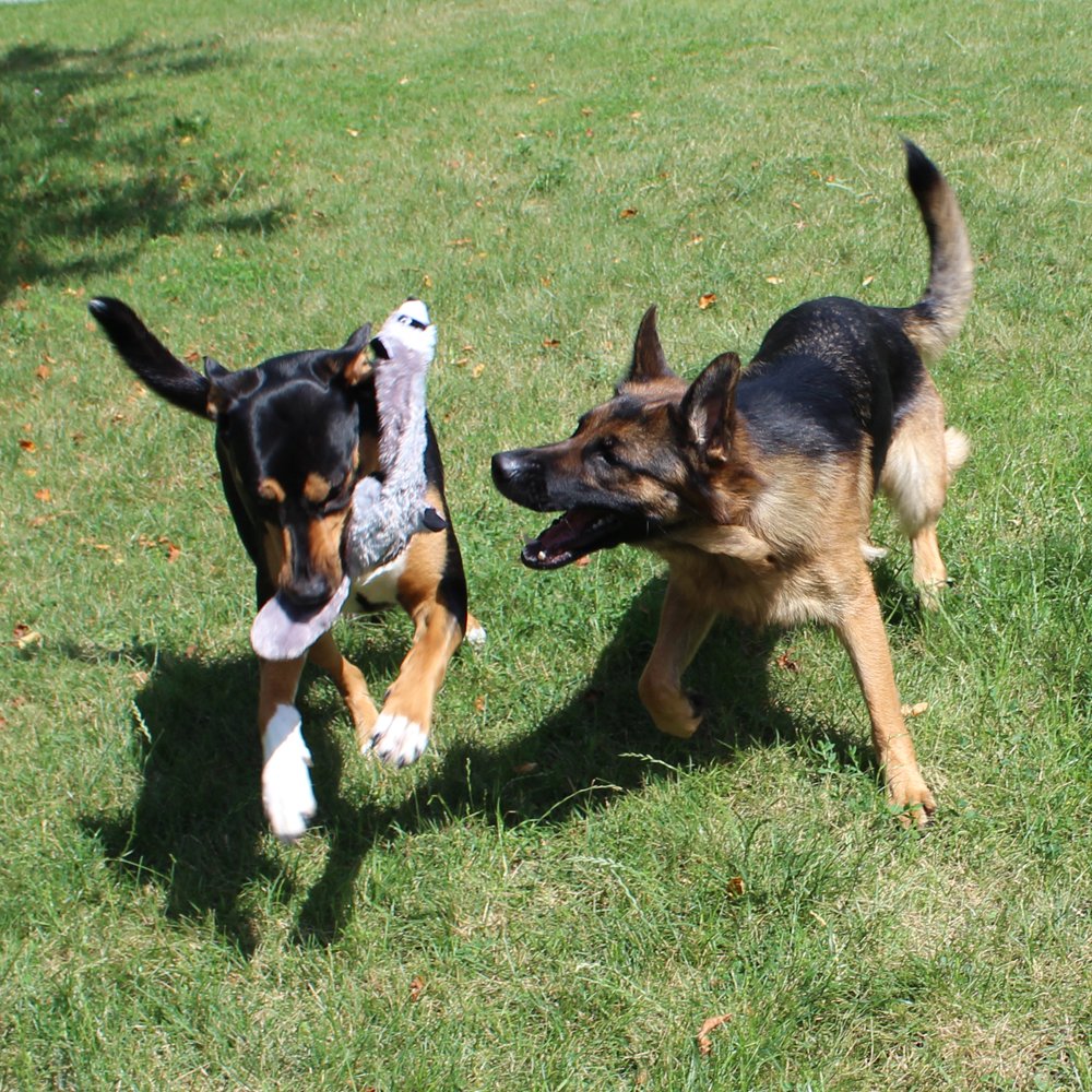 Jalousie 5 Pack plush duck goose squeaky toy for playful companionship