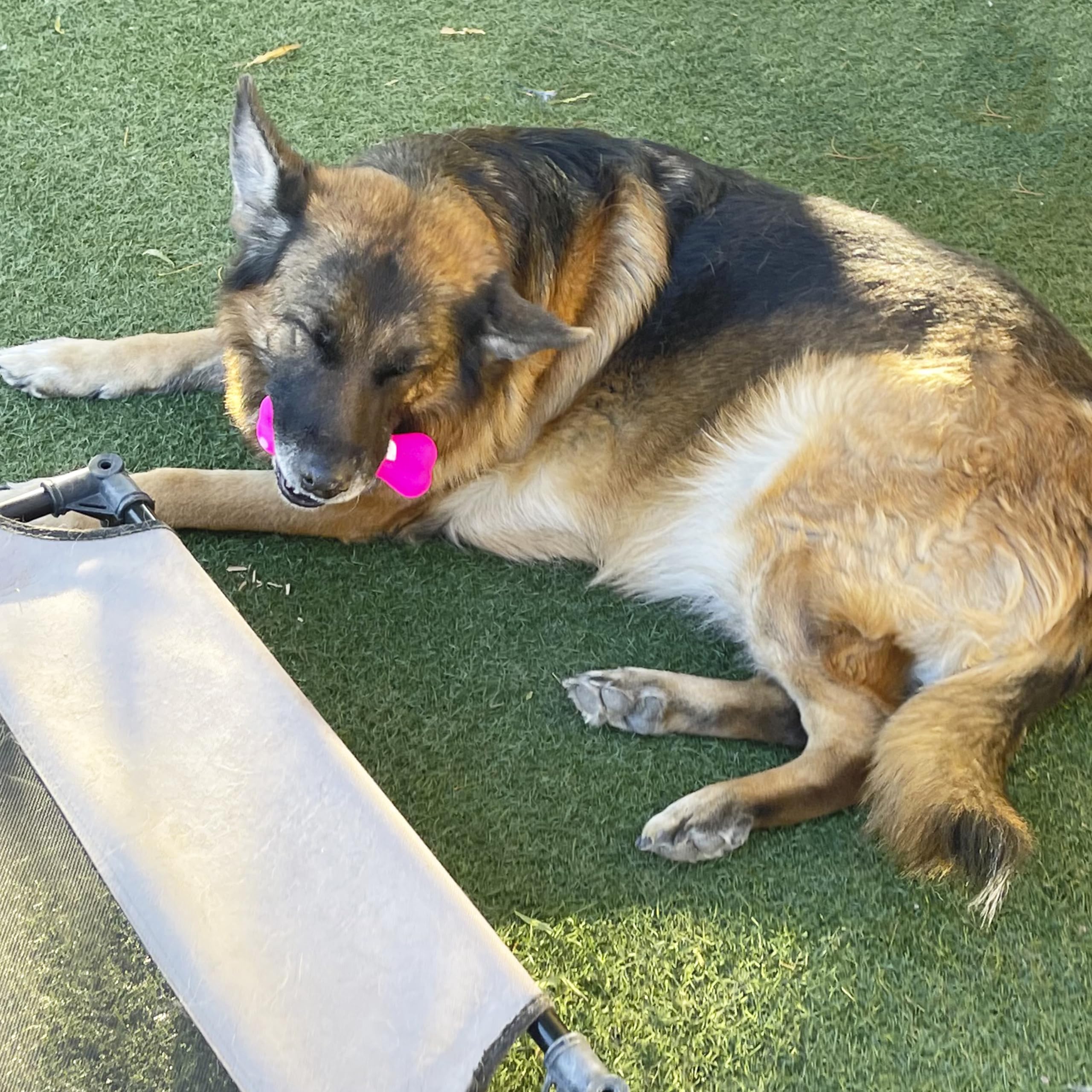 Jalousie dog squeaky toys reminder not indestructible; supervise play