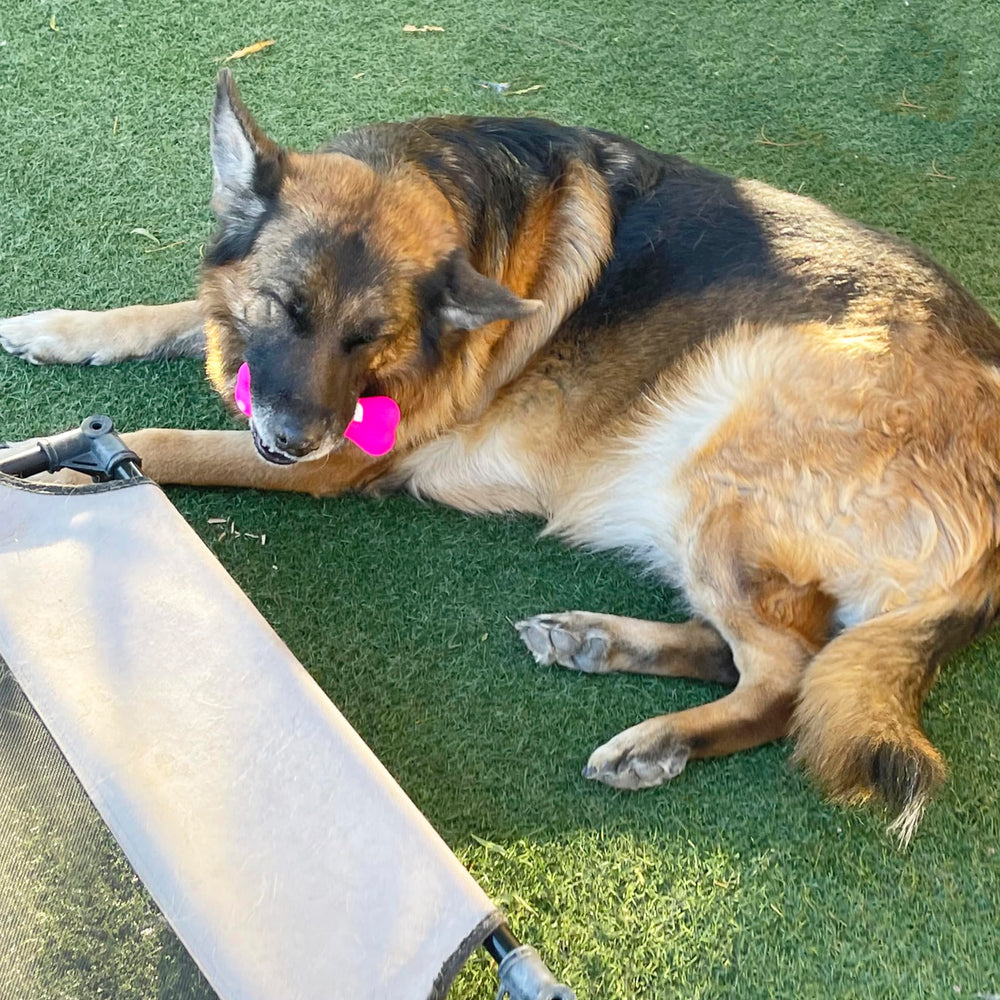 Jalousie dog squeaky toys reminder not indestructible; supervise play